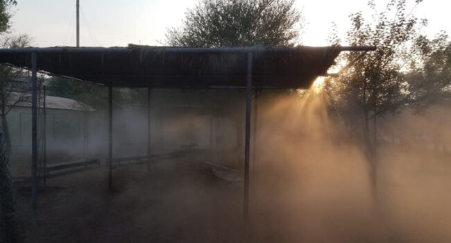 Animal cooling Animal cooling